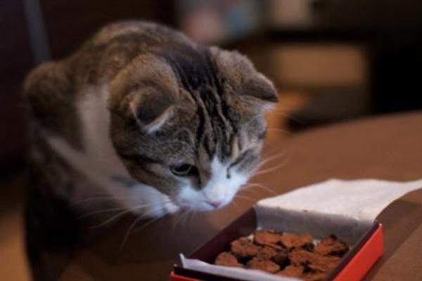 猫猫不能吃的这五种食物，千万别喂错了.jpg