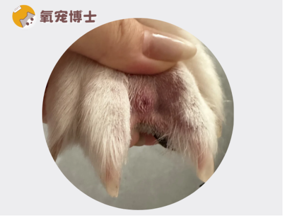 狗狗脚趾炎的正确治疗方法