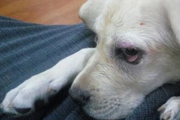 猫咪狗狗得了犬猫流产临床症状怎么办，出现预兆性流产、隐性流产、排出死胎、延期流产等症状