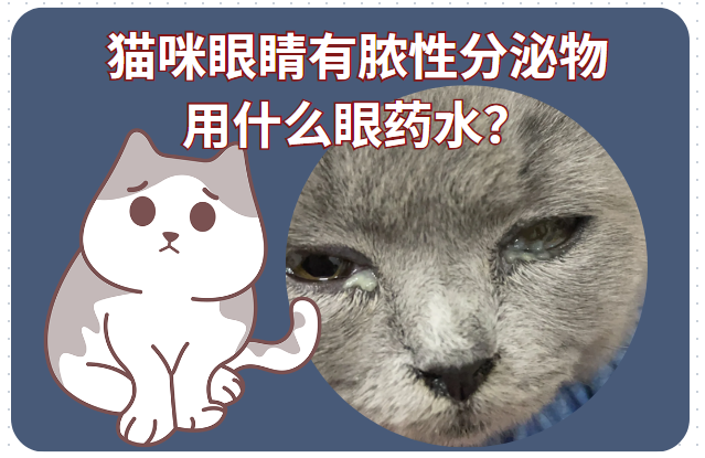 猫咪眼睛有脓性分泌物用什么眼药水？