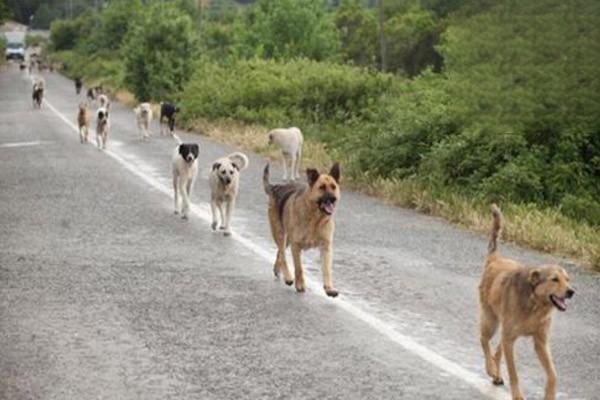 寵物犬心理調整師.jpg