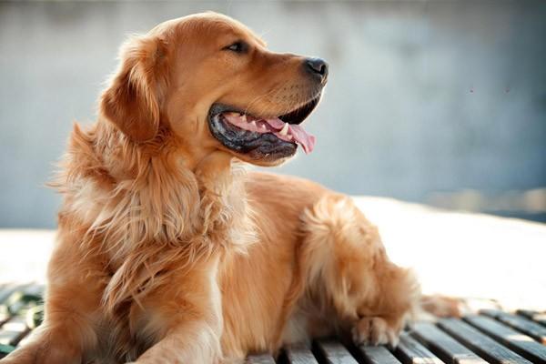 狗狗毛囊炎的症状 狗毛囊炎怎么治