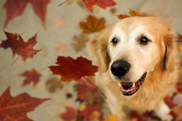 邊境牧羊犬訓練方法