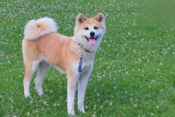 杜高犬性格特點