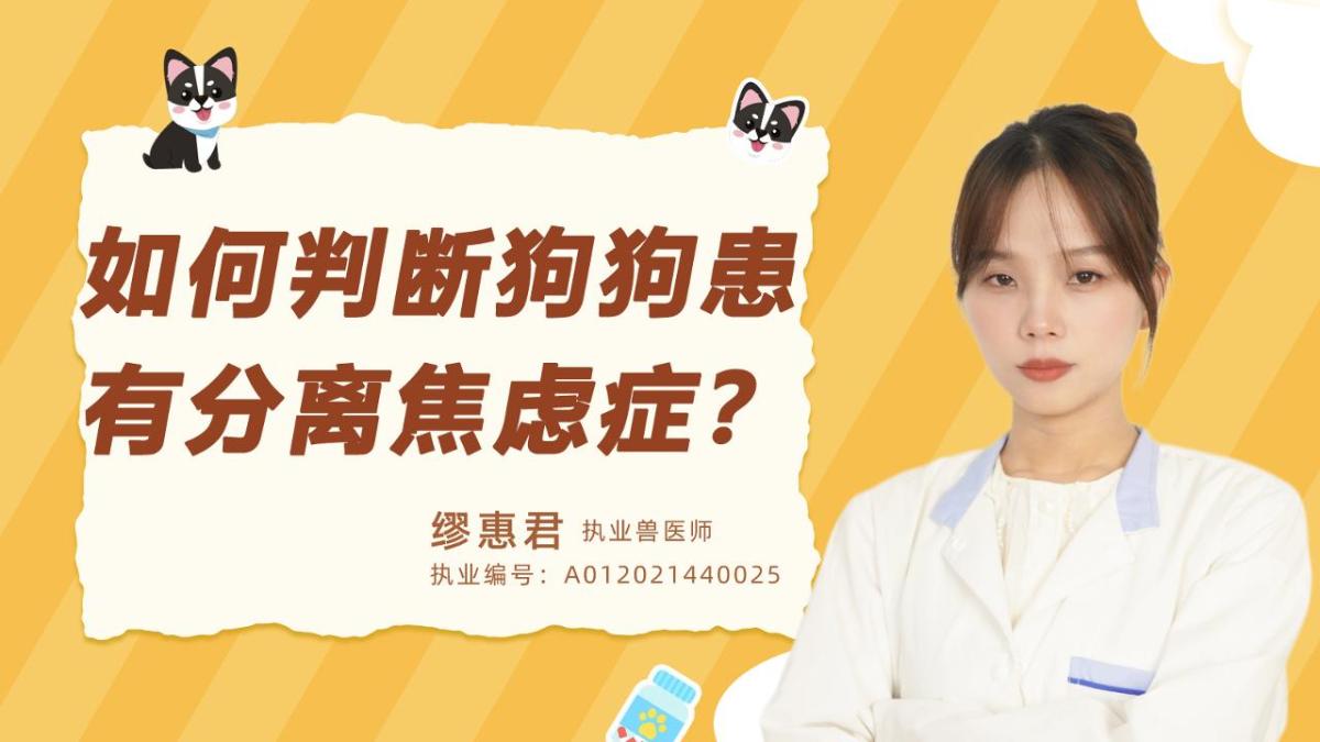 如何判断狗狗是否患有分离焦虑症？