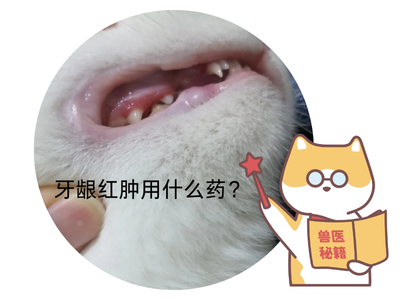猫咪牙龈红肿用什么药？治疗与护理全攻略