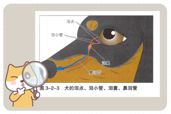 去除狗狗泪痕的好办法