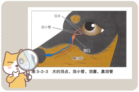 狗狗泪痕怎么快速去除？