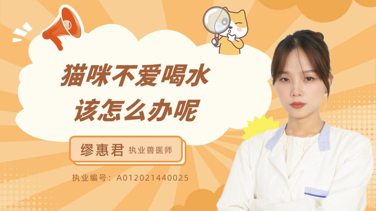 猫咪不爱喝水该怎么办？