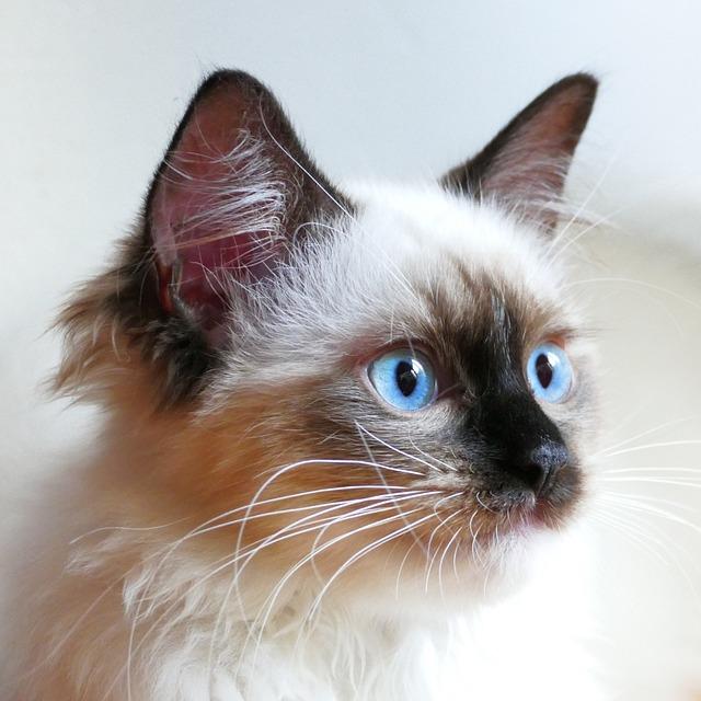 猫化毛膏到底有啥用？兽医详解3大核心功效与作用机制