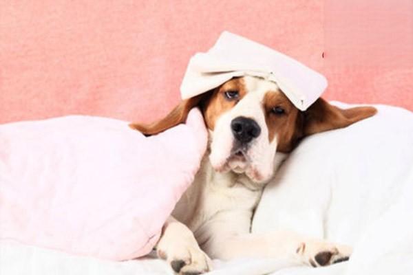 狗狗感冒发烧可以吃阿莫西林吗