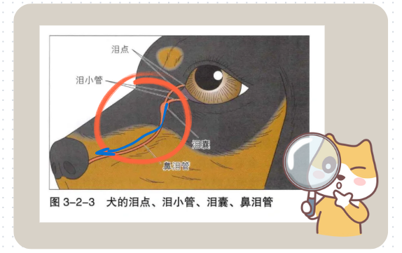 狗狗鼻泪管堵塞