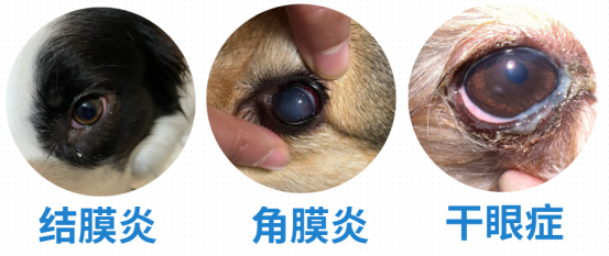 狗狗眼屎多