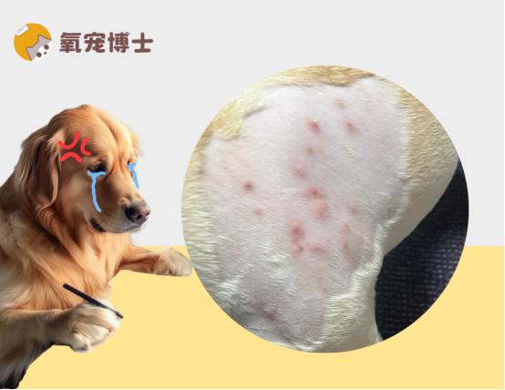 狗狗身上长疙瘩别乱用药！宠物医生教你科学应对