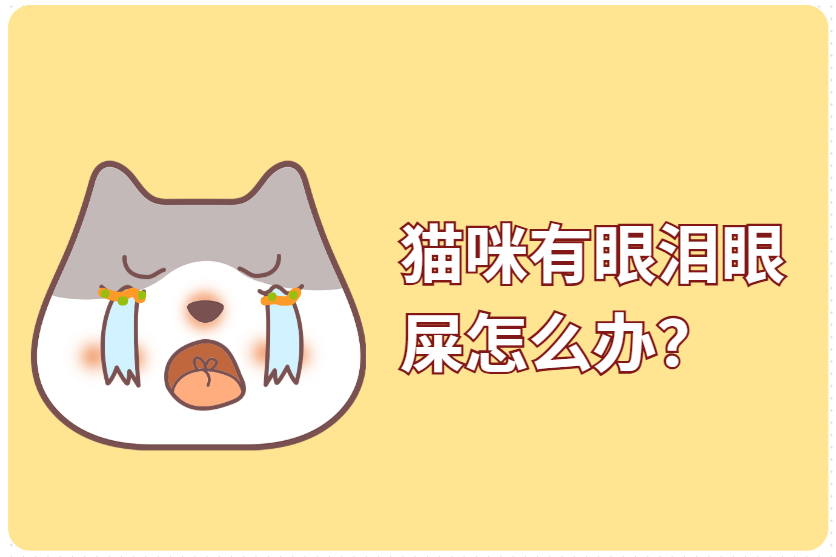 猫咪有眼泪眼屎怎么办？别急，教你如何区分&处理