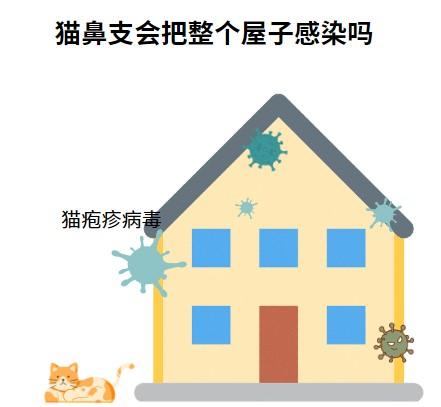 猫鼻支扩散警示：如何避免全屋沦陷？