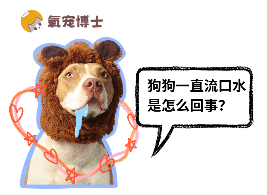 狗狗突然大量流口水？警惕这4种情况！