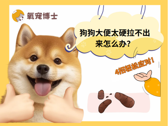 狗狗大便太硬拉不出来怎么办？4招轻松应对