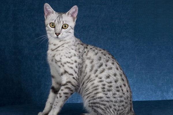 猫瘟的原因与症状,潜伏期,治疗说明
