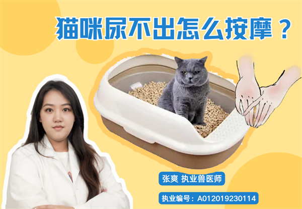 猫咪尿不出来怎么按摩？