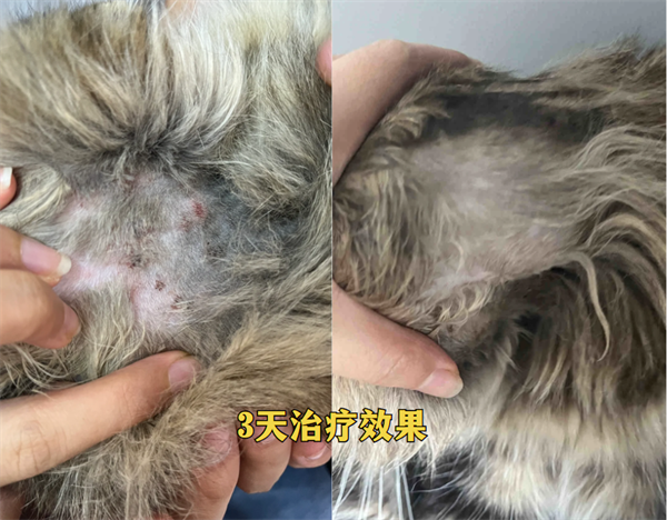 猫后脖颈有红色结痂怎么办？