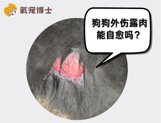 狗狗外伤露肉能自愈吗？