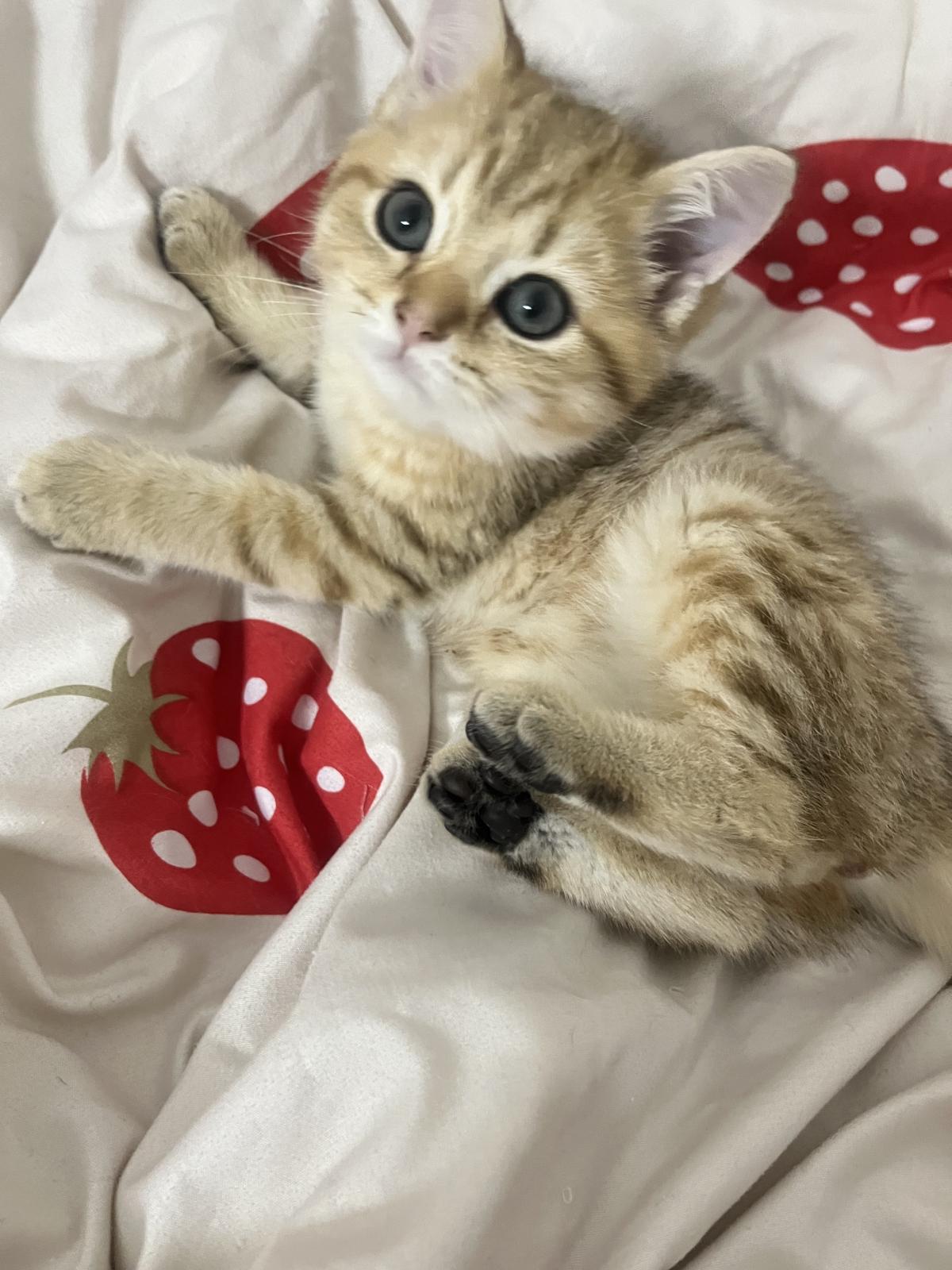 猫咪一些不是日常的日常~