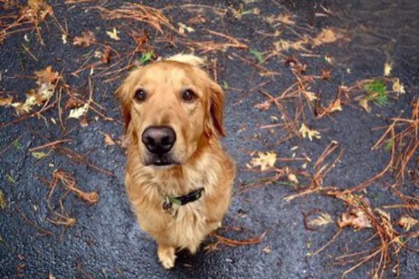 犬猫胰岛素分泌过多症临床症状