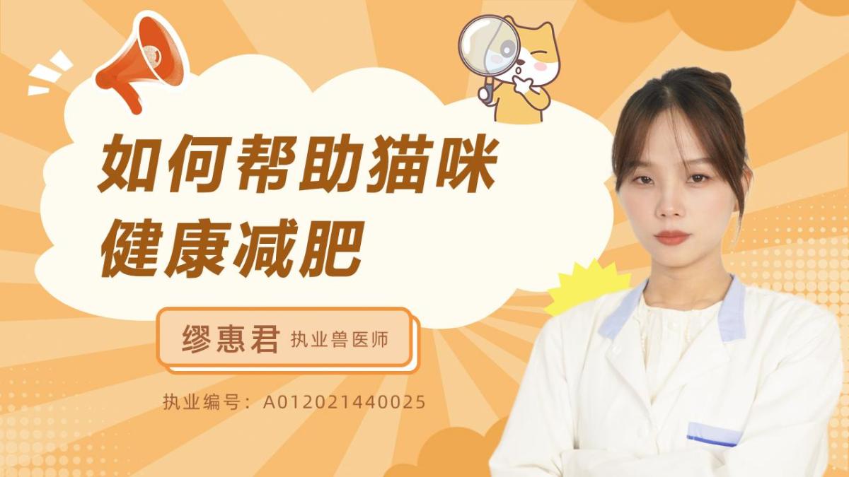 如何帮助猫咪健康减肥？