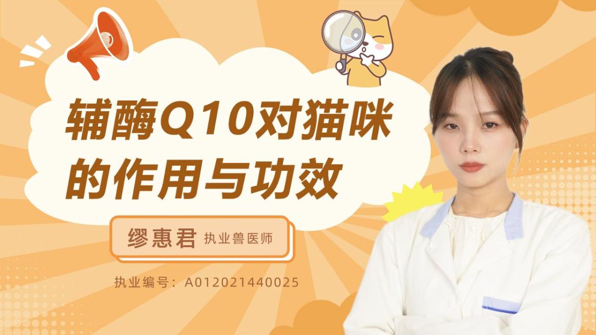 辅酶Q10对猫咪的作用与功效