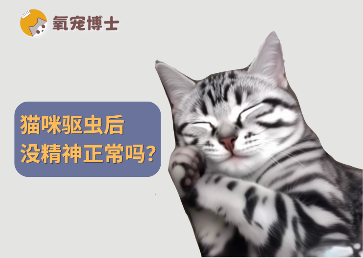猫咪驱虫后没精神，是正常现象还是中毒了？