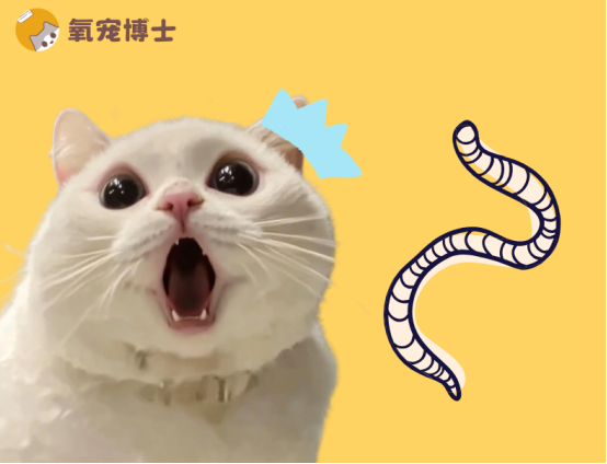 貓咪吐出來白色長蟲子怎么辦