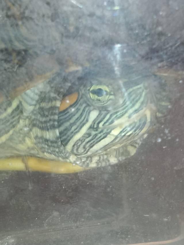 小乌龟的日常照片