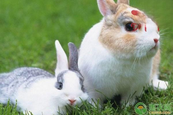 家兔的食性及采食习性