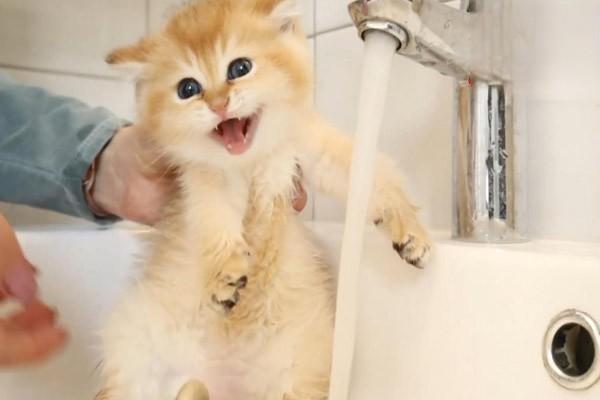 小奶猫多大可以洗澡