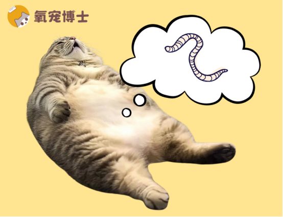 猫咪体内寄生虫类型超多，你的驱虫方法做对了吗？