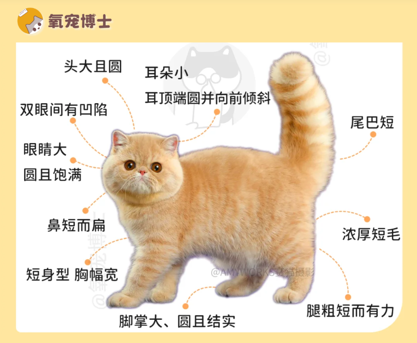 加菲貓勸退指南：擦淚2小時，看病半月薪，我勸你慎重