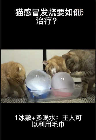 猫感冒发烧要如何治疗