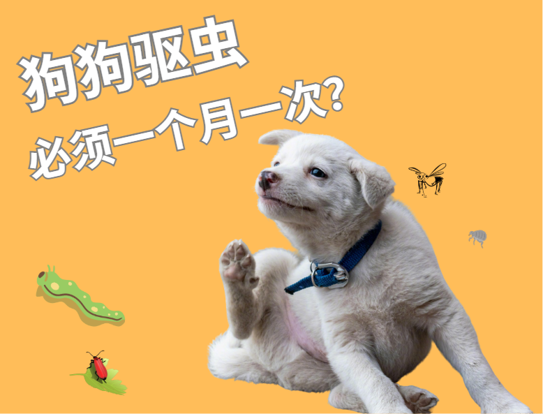 狗狗一定要每个月驱虫一次吗？别被“一刀切”误导