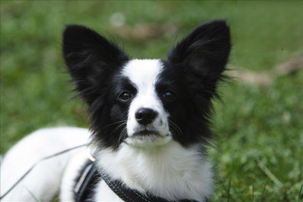 马里努阿犬多少钱一条 马里努阿犬价格