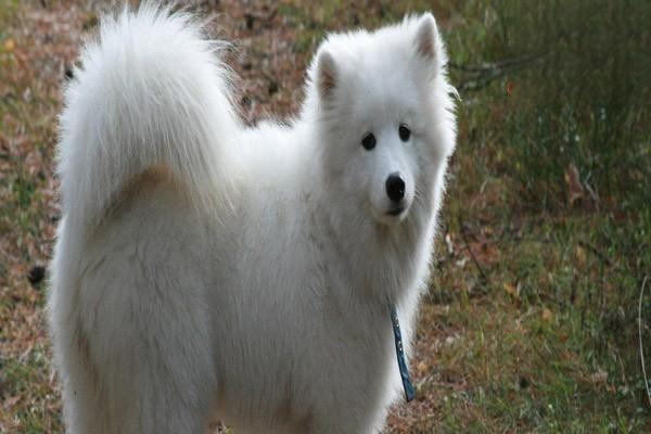 犬猫氟乙酰胺中毒治疗方案