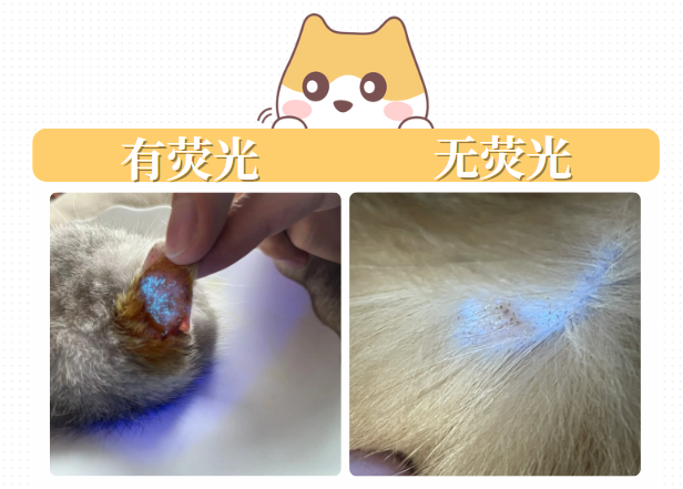 猫癣怎么诊断？