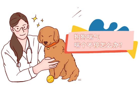 狗狗一直喘气喘个不停？原来是这个原因！
