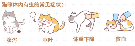 猫咪肚子里有虫的症状