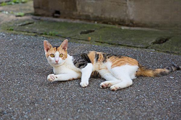 猫咪狗狗吃南瓜的好处和坏处.jpg