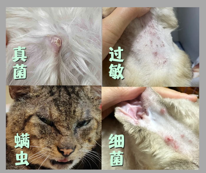 猫咪皮肤病图片