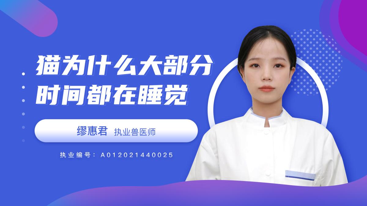 猫咪为什么大部分时间都在睡觉呢？