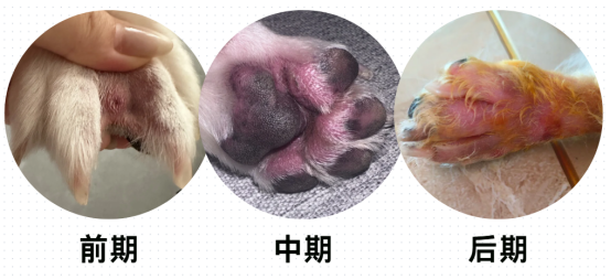 狗狗爪子缝隙红肿溃烂
