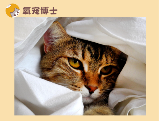 猫咪耳朵有黑色的脏东西？要警惕耳螨和马拉色菌感染