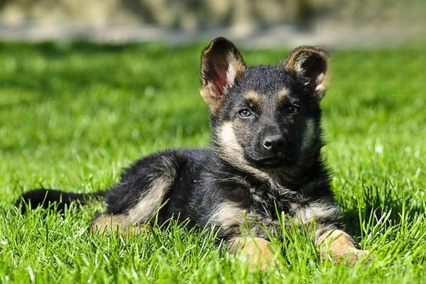 犬猫急性肠炎狗狗肠炎狗肠胃炎，狗炎症性肠炎的治疗方法